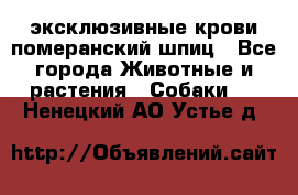 эксклюзивные крови-померанский шпиц - Все города Животные и растения » Собаки   . Ненецкий АО,Устье д.